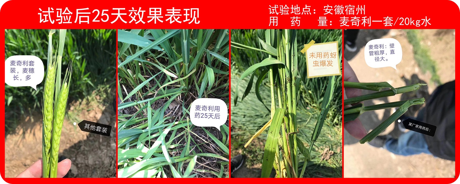 安徽實驗效果.jpg 安徽實驗效果.jpg