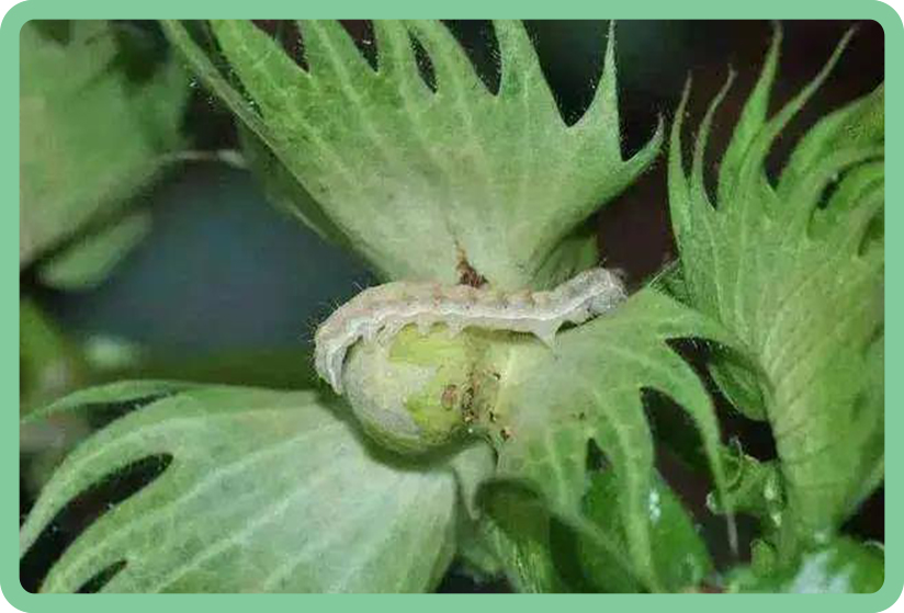 阿維格.jpg 阿維格.jpg