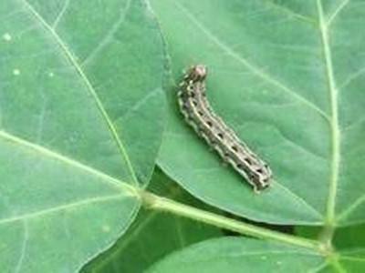 timg (5).jpg timg (5).jpg