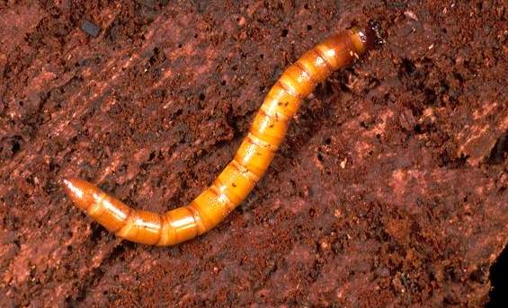 timg (2).jpg timg (2).jpg