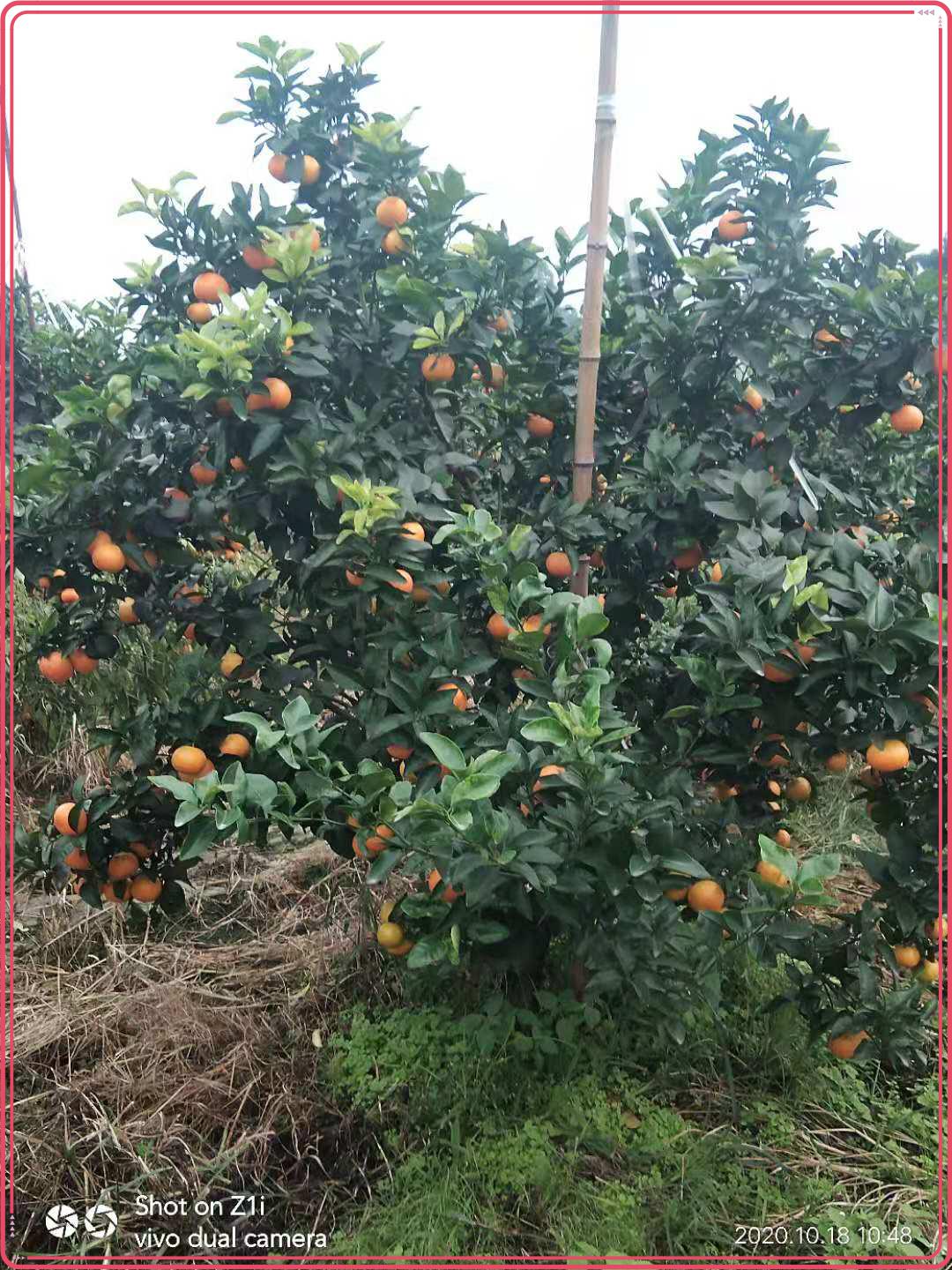 圖片7.jpg 圖片7.jpg