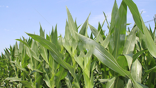 玉米地使用除草劑“六要六不要”  >